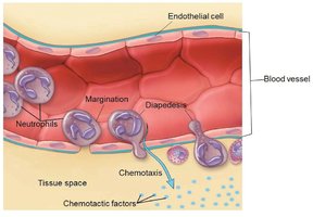 Leukocyte movement through blood vessel wall (diapedesis and chemotaxis)