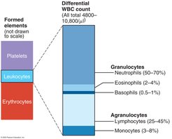 Types and relative percentages of leukocytes in normal blood