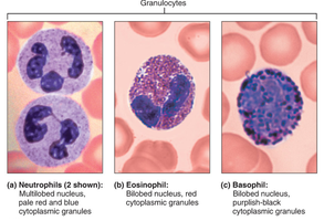 Granulocytes: neutrophils, eosinophils, basophils