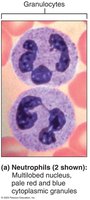 Neutrophils: multilobed nucleus, pale red and blue granules