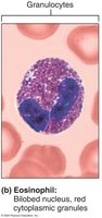 Eosinophil: bilobed nucleus, red granules