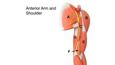 Anterior arm and shoulder muscles labeled A–F