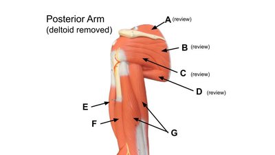 Posterior arm muscles labeled A–G