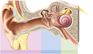 Anatomy & Physiology Study Guide: Key Concepts & Diagrams | Notes
