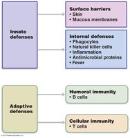 Innate and adaptive defenses overview