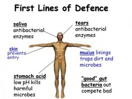 First lines of defense in the human body