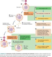 Mechanism of interferon in preventing viral replication