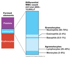 Differential WBC count and formed elements