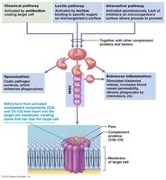 Complement system and membrane attack complex