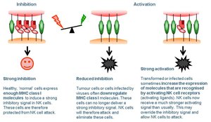 NK cell activation and inhibition
