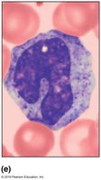 Monocyte micrograph