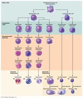 Leukopoiesis flow chart