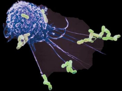 Macrophage engulfing bacteria