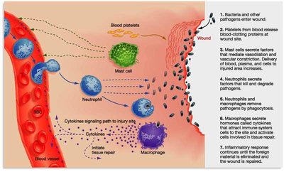 Inflammatory response diagram