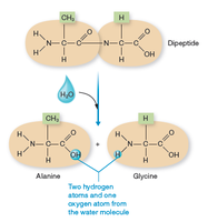 Hydrolysis of a peptide bond between two amino acids