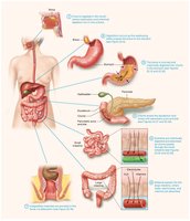Overview of the digestive system and nutrient absorption