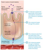 Path of absorption through enterocyte into blood