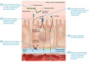 Carbohydrate digestion and absorption in the small intestine