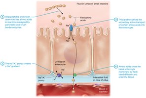 Amino acid digestion and absorption in the small intestine
