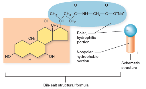 Bile salt structure and amphiphilic properties