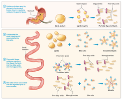 Digestion of lipids and formation of micelles