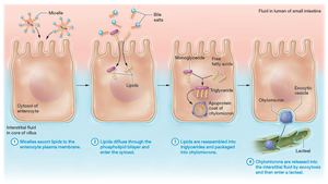 Lipid absorption in the small intestine