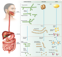 Summary of the digestion of carbohydrates, proteins, and lipids