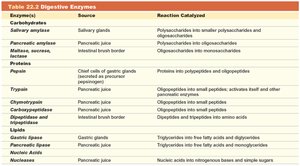 Table of digestive enzymes