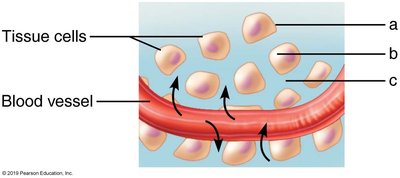 Diagram of plasma membrane and fluids