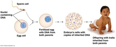 Nuclei containing DNA