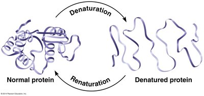 Protein structure and denaturation