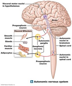 Diagram of the autonomic nervous system showing the pathway from the brain and spinal cord to visceral effectors