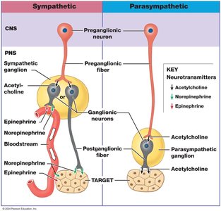 Diagram comparing neurotransmitter pathways in sympathetic and parasympathetic divisions
