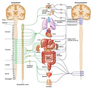 Diagram comparing sympathetic and parasympathetic innervation of organs