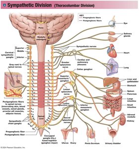 Detailed diagram of sympathetic division pathways to various organs