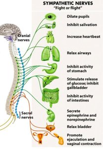 Sympathetic nerves and their effects on various organs