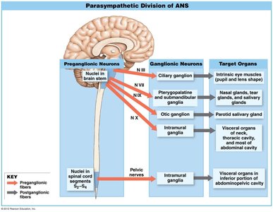 Parasympathetic division pathway diagram showing cranial and sacral origins and target organs