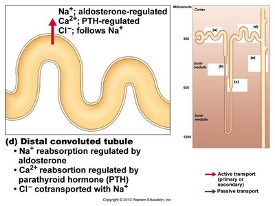 Rectisol Absorption System Anatomy & Physiology Urinary System Study Guide | Notes