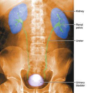 Anatomy & Physiology Urinary System Study Guide | Notes