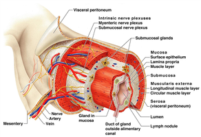 Cross-section of alimentary canal showing four tunics