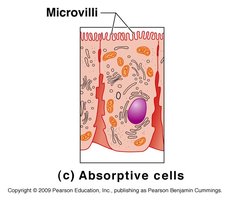 Microvilli on absorptive cells