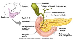 Ducts of the pancreas, liver, and gallbladder entering the duodenum