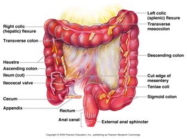 Anatomy of the large intestine