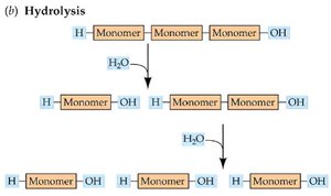 Diagram of hydrolysis in digestion