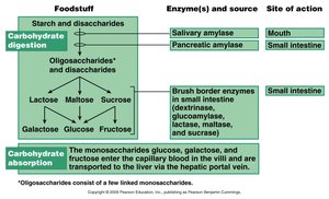 Table of carbohydrate digestion and absorption