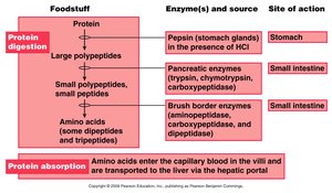Table of protein digestion and absorption