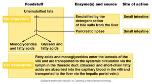 Table of fat digestion and absorption