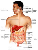 Diagram of the human digestive system and its organs
