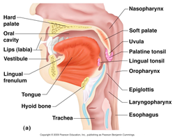 Sagittal section of oral cavity and pharynx
