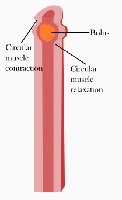 Diagram of peristalsis in the esophagus